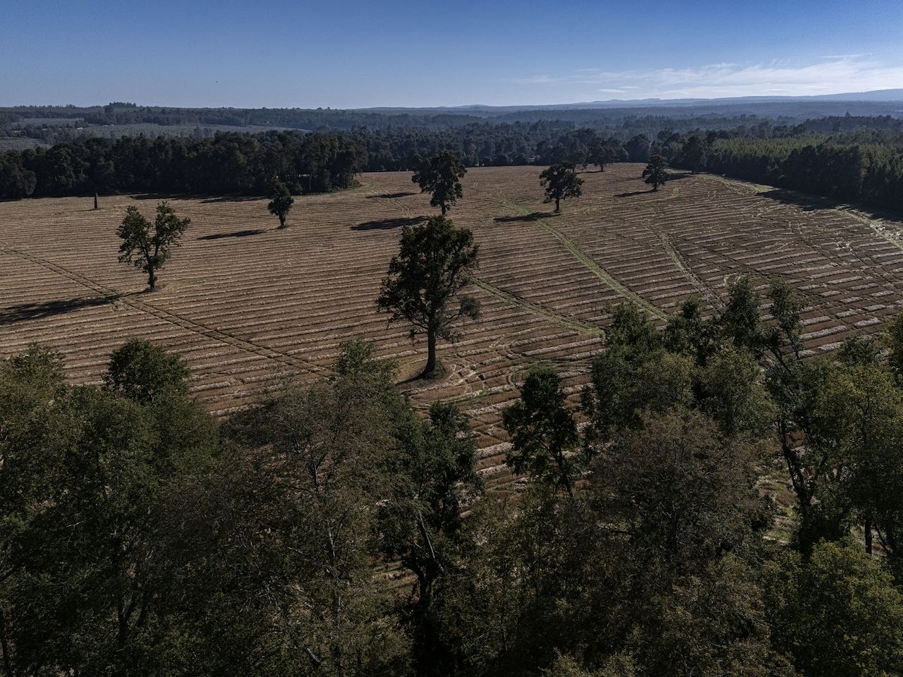 Predio en Venta en Curacautín: 55.5 Hectáreas con Suelo Trumao Productivo y Río Quillen